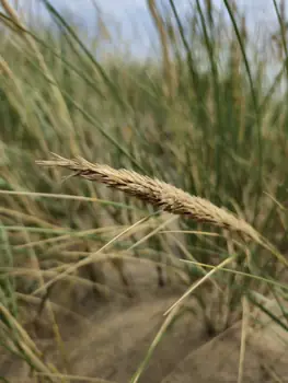 Bredene (België)